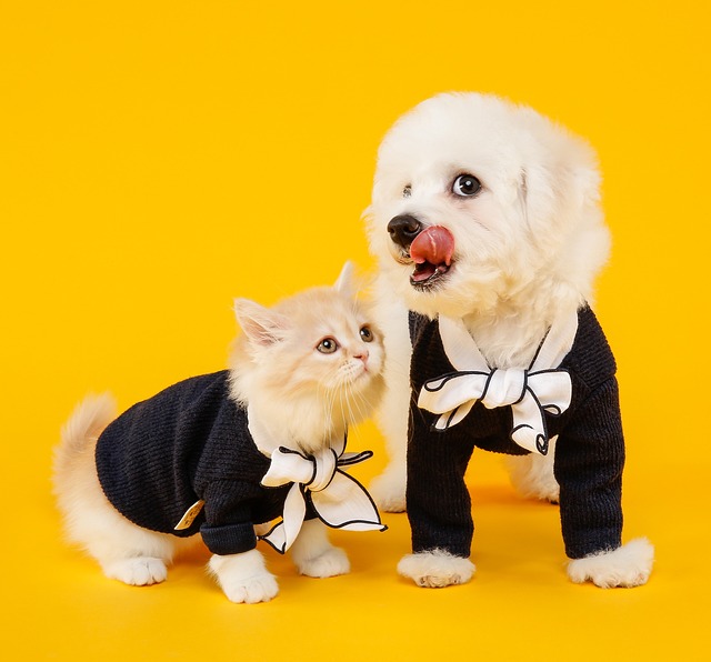 Fashion jelly carpet ghz, marie, animal, cat, cute, pet, of fluff, domestic of, jelly bean rugs, bichon we now, bichon, dog, puppy, dog and, pets